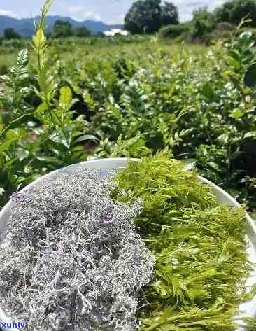 張家界莓茶價格探索之旅，自然美景與內(nèi)心寧靜的尋找