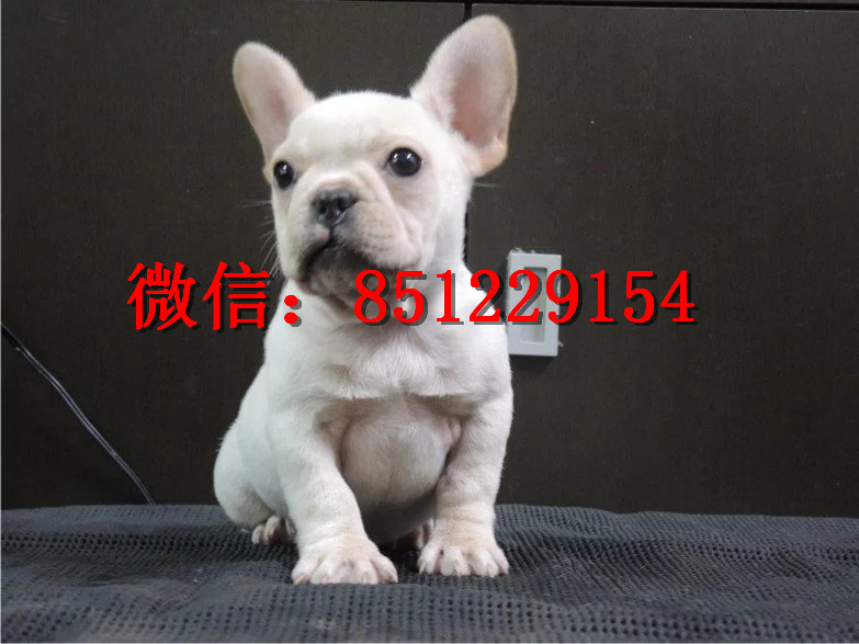 法牛犬行情走勢揭秘，溫馨日常背后的市場趨勢