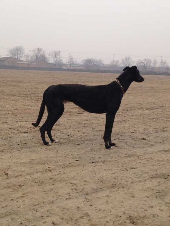 保定格力犬資訊交流貼吧，最新全面的格力犬資訊與互動平臺