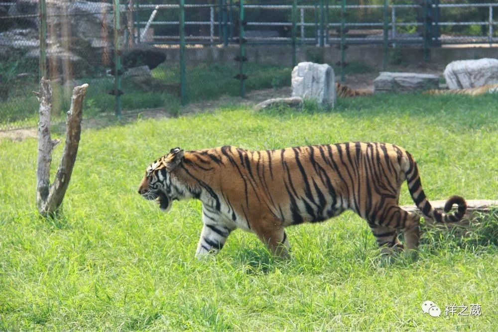 動物園老虎吃人事件揭秘，科技重塑現(xiàn)實，震撼體驗新紀(jì)元